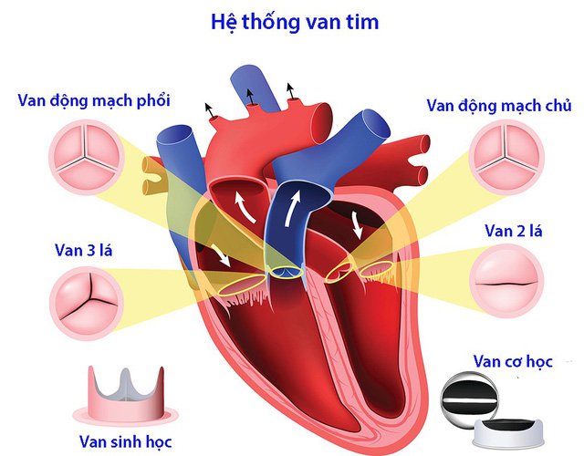 Những sự thật thú vị về trái tim của con người