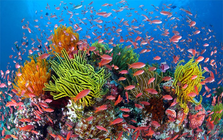 Những sự thật thú vị về rạn san hô Great Barrier