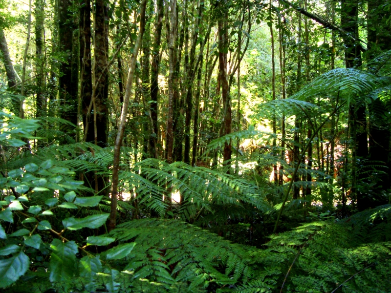 Những sự thật thú vị về rừng rậm