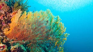 Những sự thật thú vị về rạn san hô Great Barrier